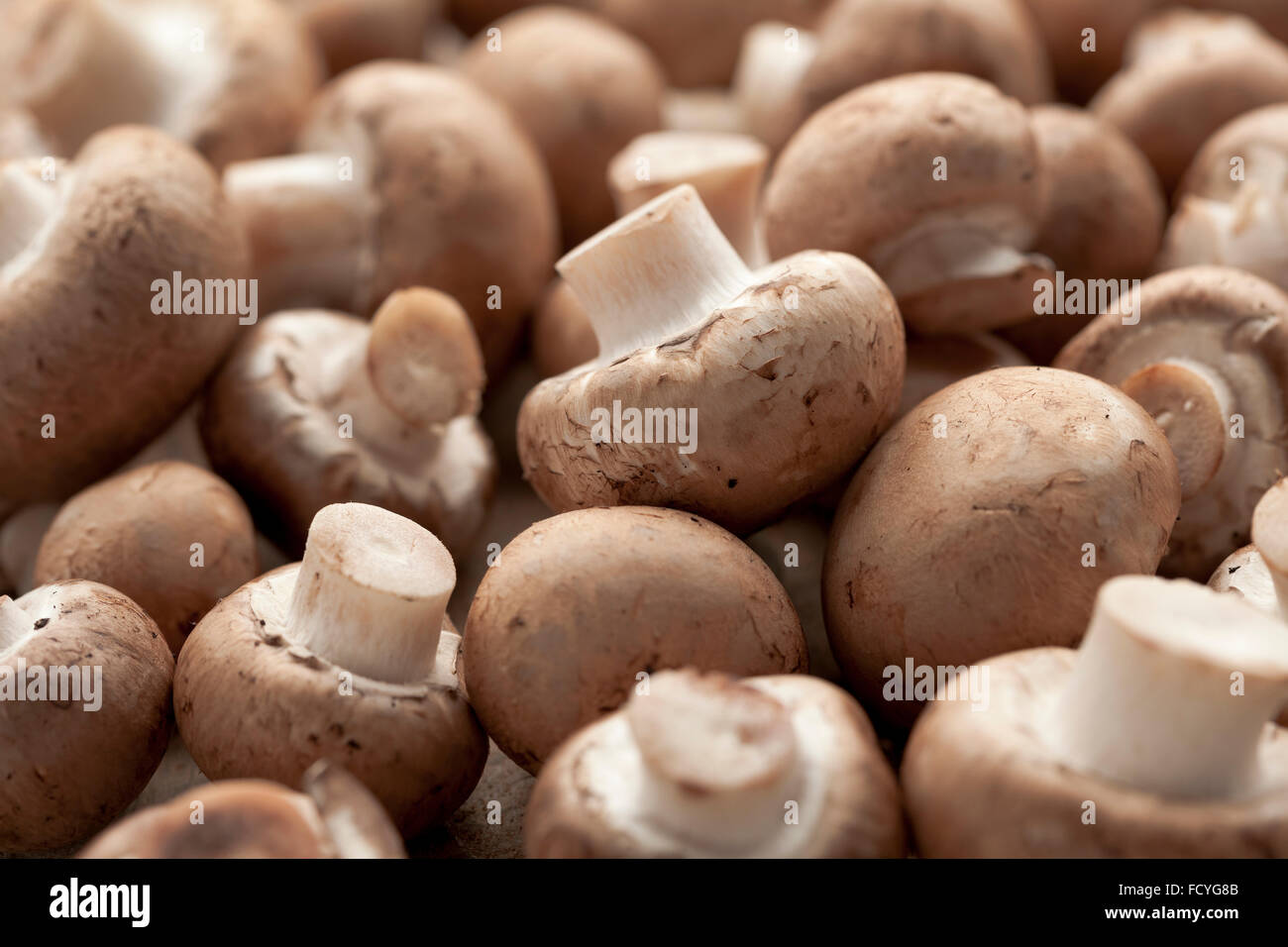 Fresh chestnut mushrooms full frame Stock Photo