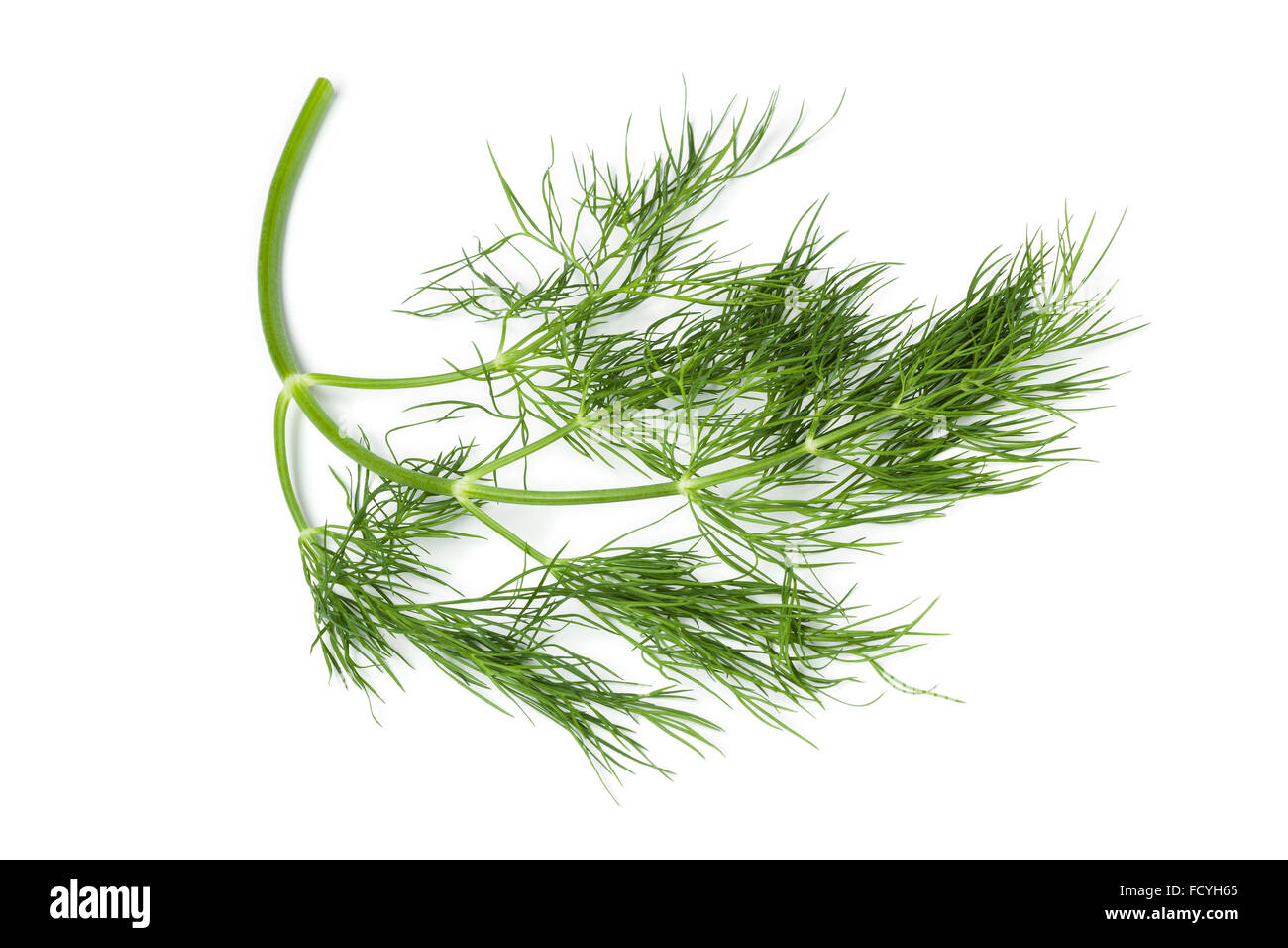 Twig of fresh green dill on white background Stock Photo