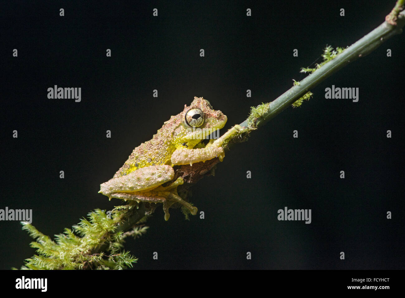 Mossy Tree Frog: Rhacophorus everetti. Sabah, Borneo. Taken at night Stock Photo