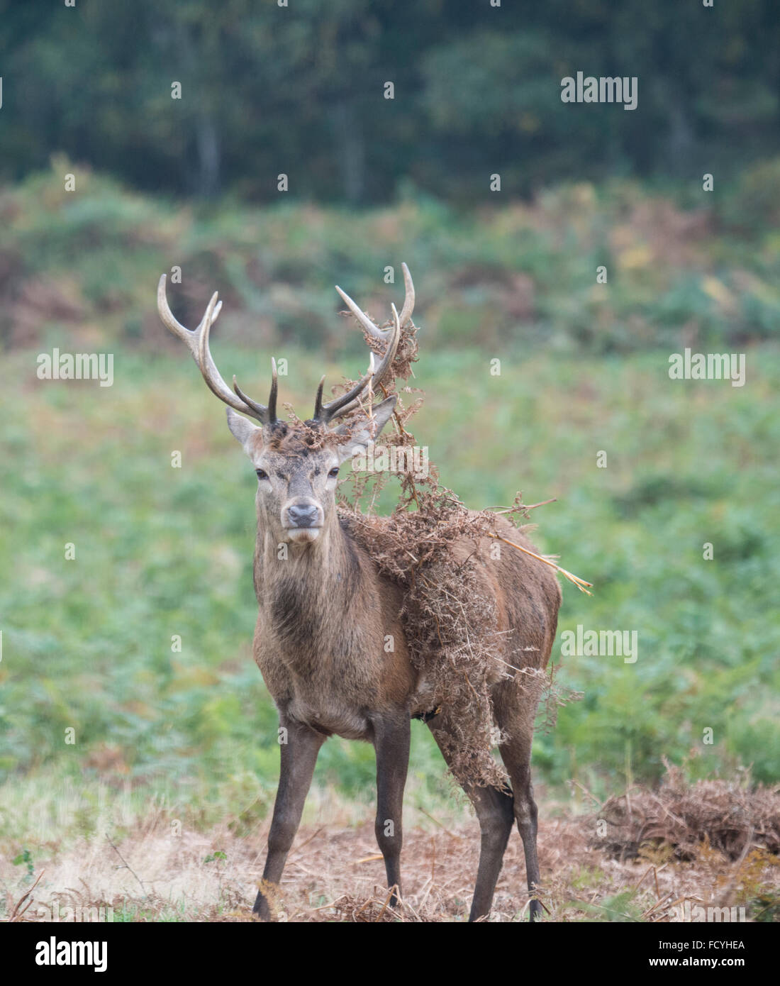 Red Deer: Cervus elaphus. Young stag in Rutting season, Richmond Park, Surrey, England Stock Photo