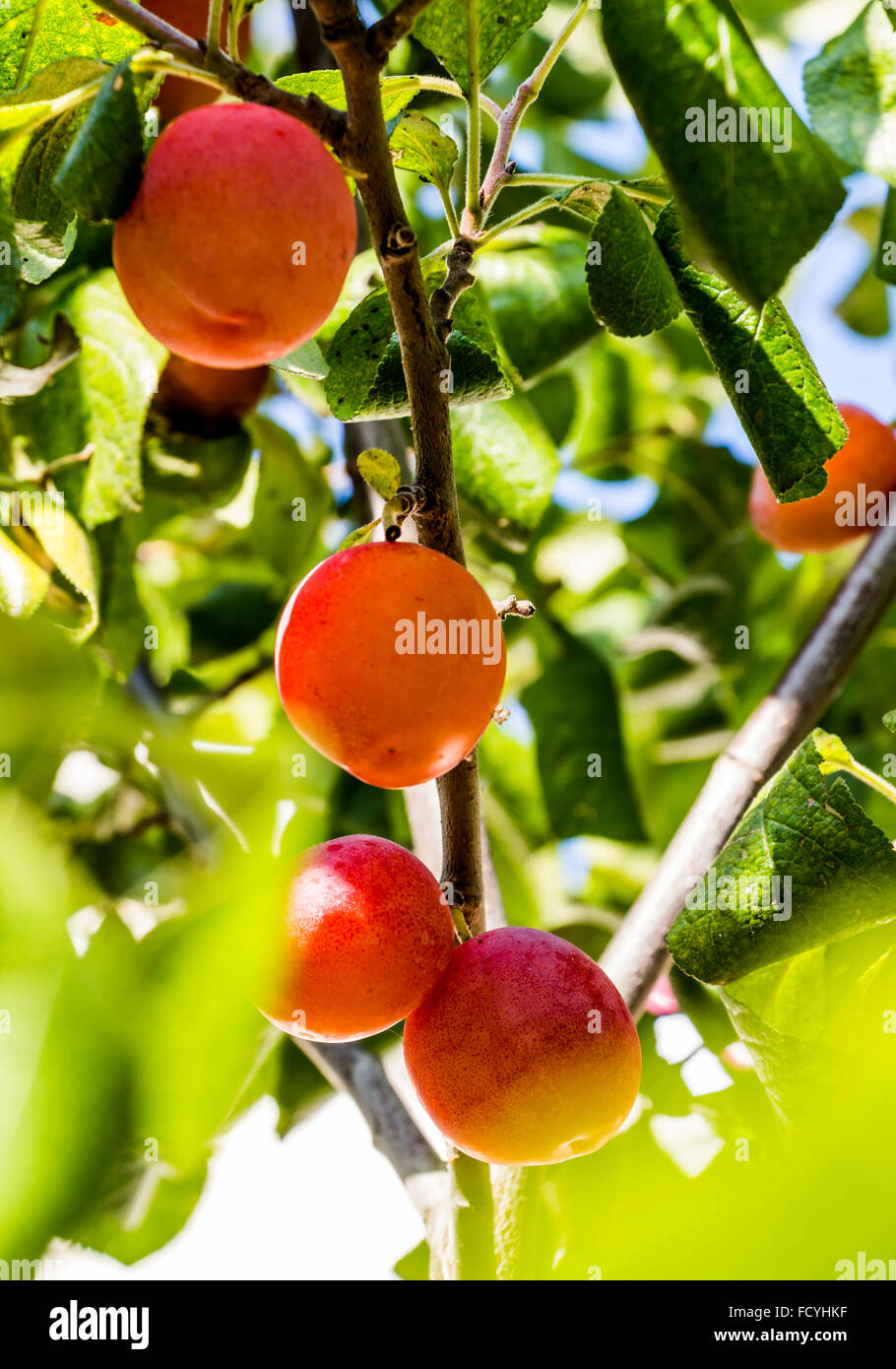 Plum growing on tree Stock Photo Alamy