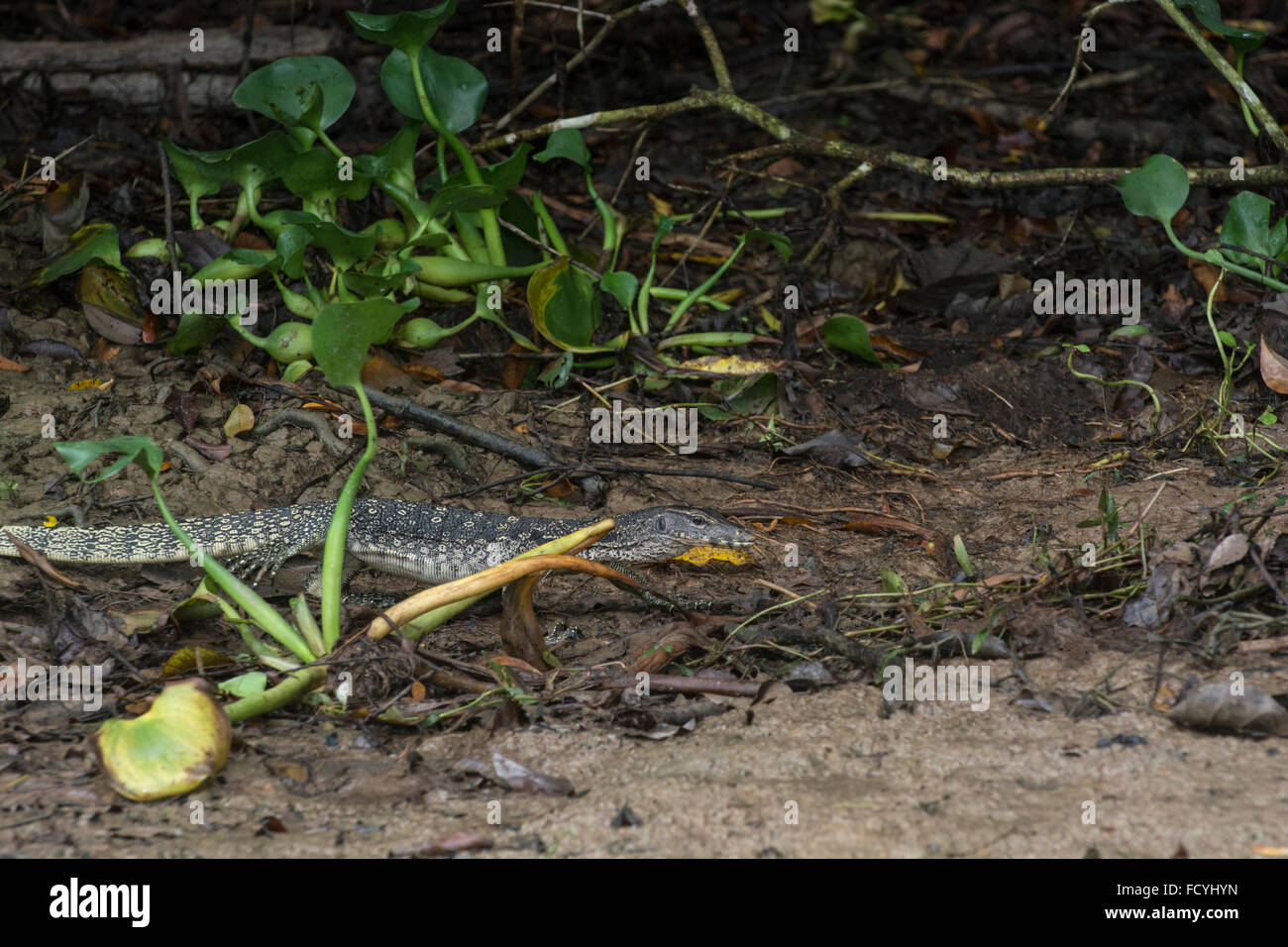 Malay Water Monitor: Varanus salvator. Edge of river, Sabah, Borneo. Stock Photo