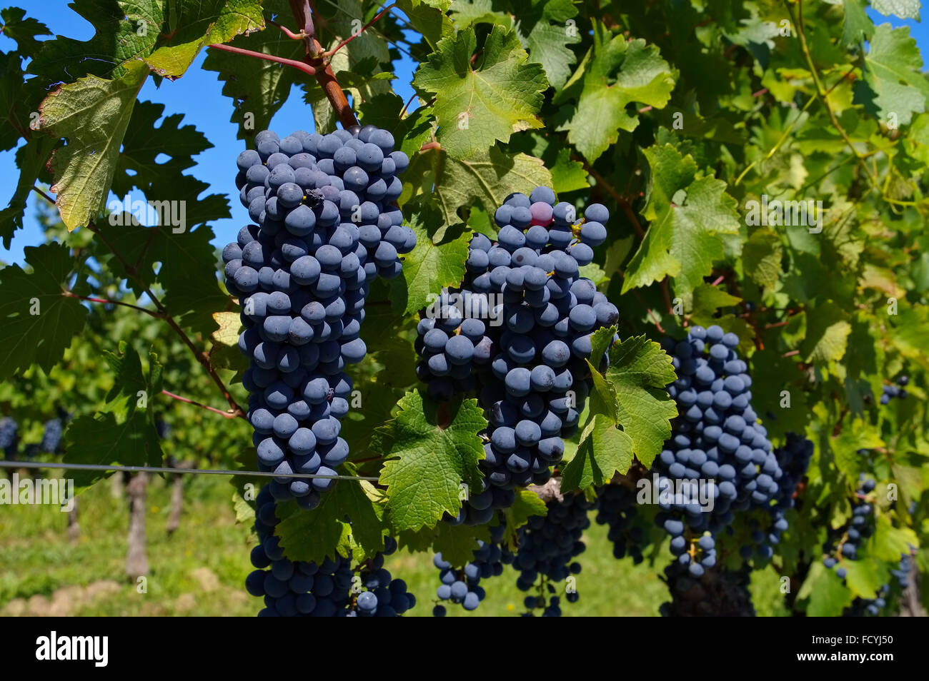 Weintraube in rot auf dem Weinberg - grape in red on vineyard Stock Photo