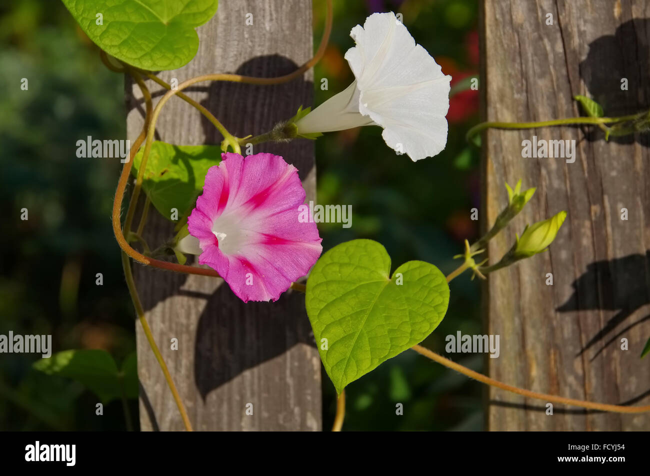 Prunkwinde am Holzzaun - Ipomoea tricolor flower on wooden fence Stock Photo