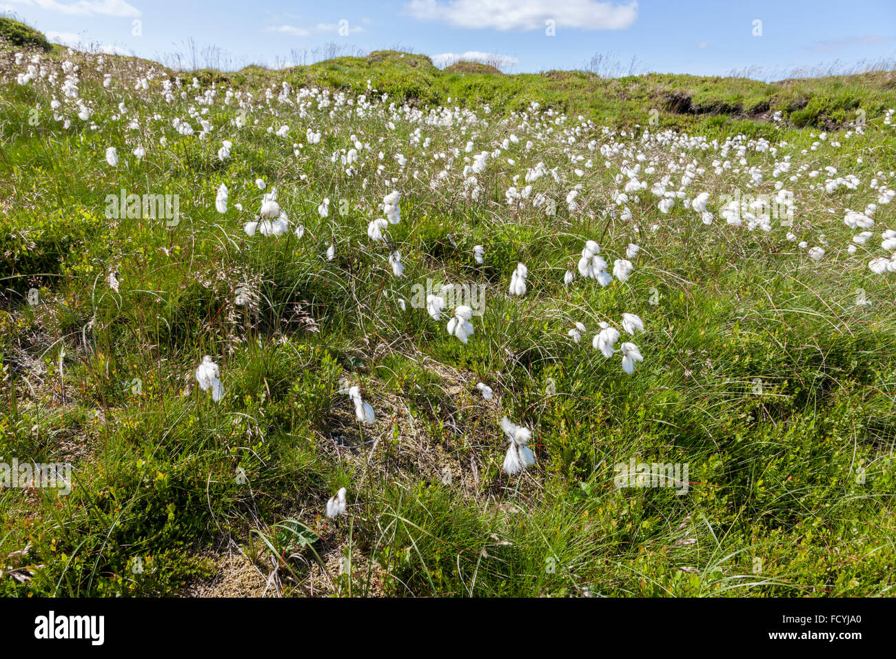 Eriophorum angustifolium or common cotton grass in Summer on the restored moors of Kinder Scout, Derbyshire, England, UK Stock Photo