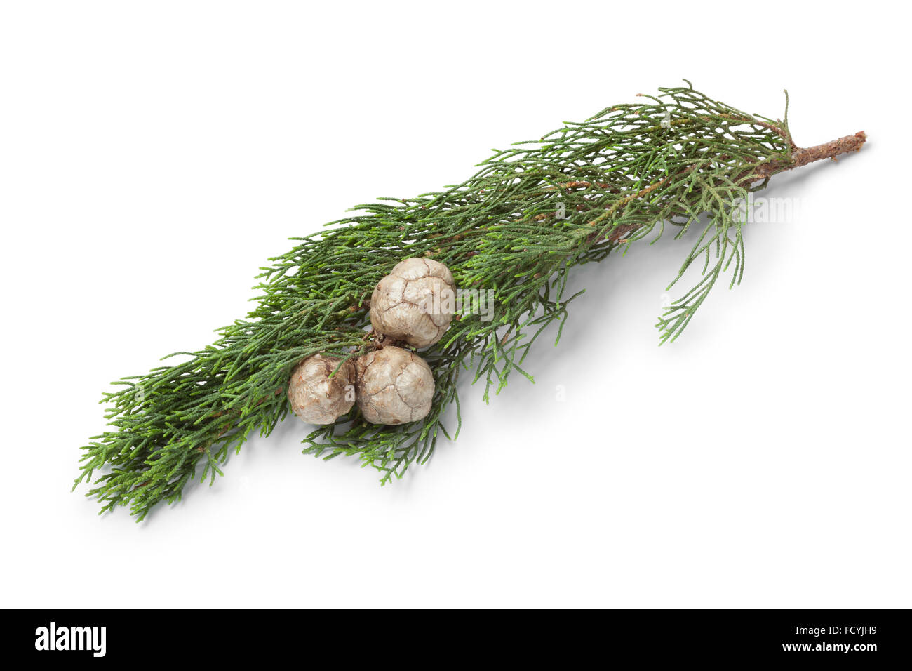 Twig of Mediterranean Cypress cones and foliage on white background Stock Photo