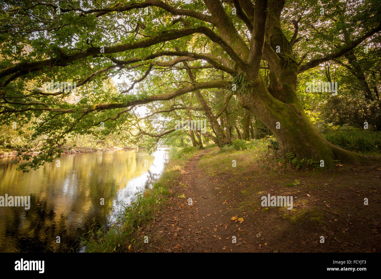 Riverbank path in early autumn along the Avonmore river in the Vale of Clara in county Wicklow in Ireland. Stock Photo