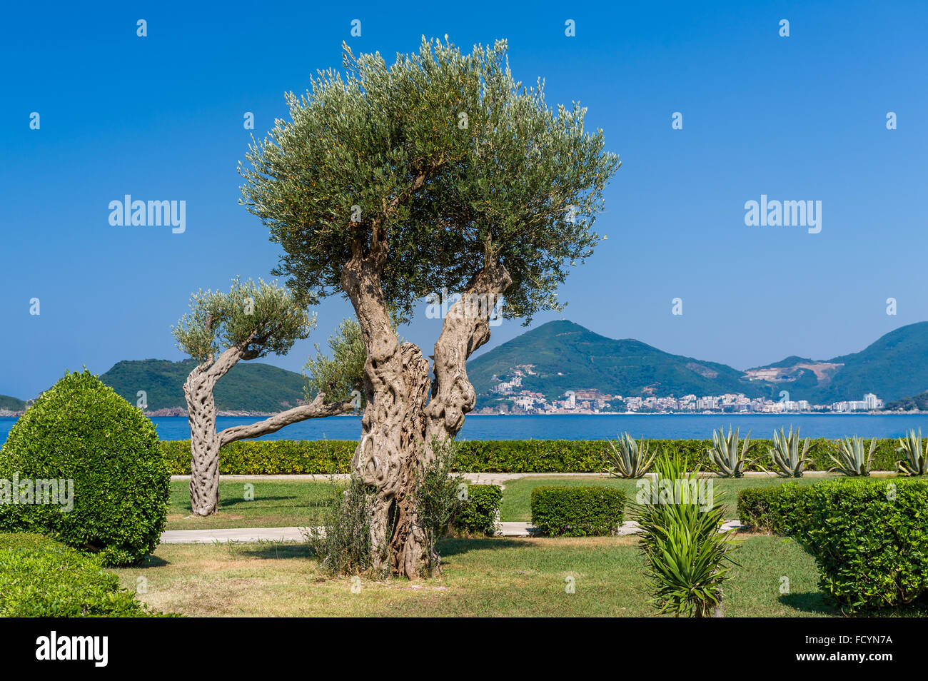 Olive tree in the park. Adriatoc sea shore. Stock Photo