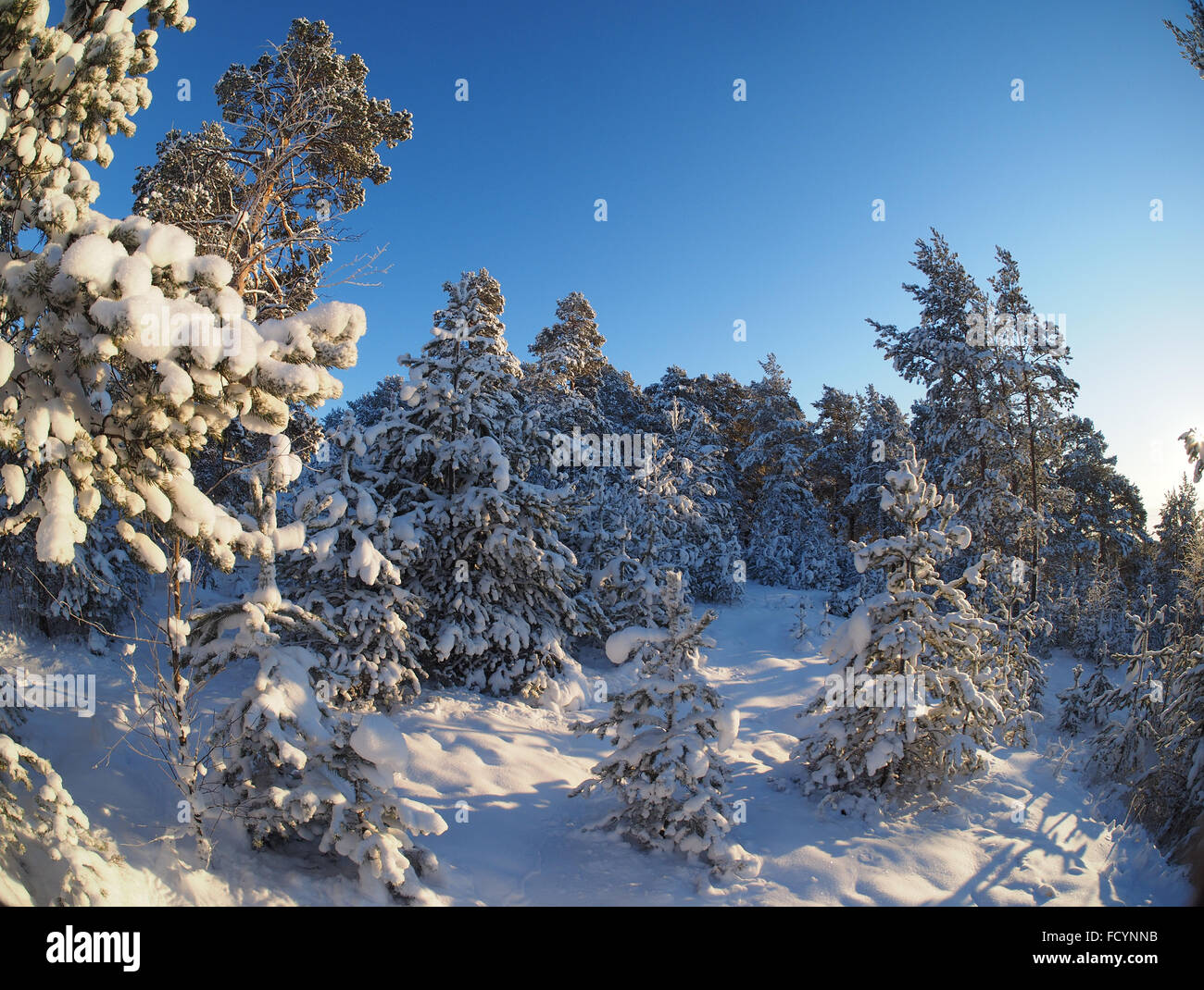 Pine forest in winter Stock Photo - Alamy