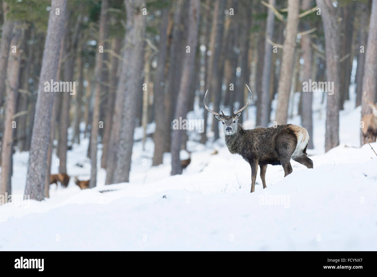Scottish stag in snowy woodland setting Stock Photo