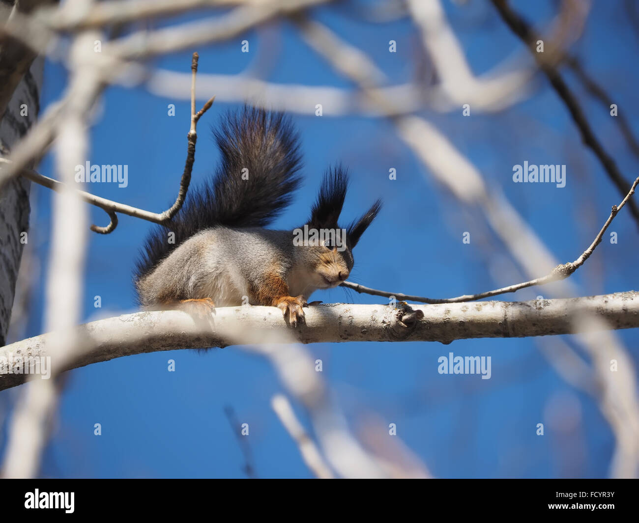 red squirrel in the woods Stock Photo Alamy