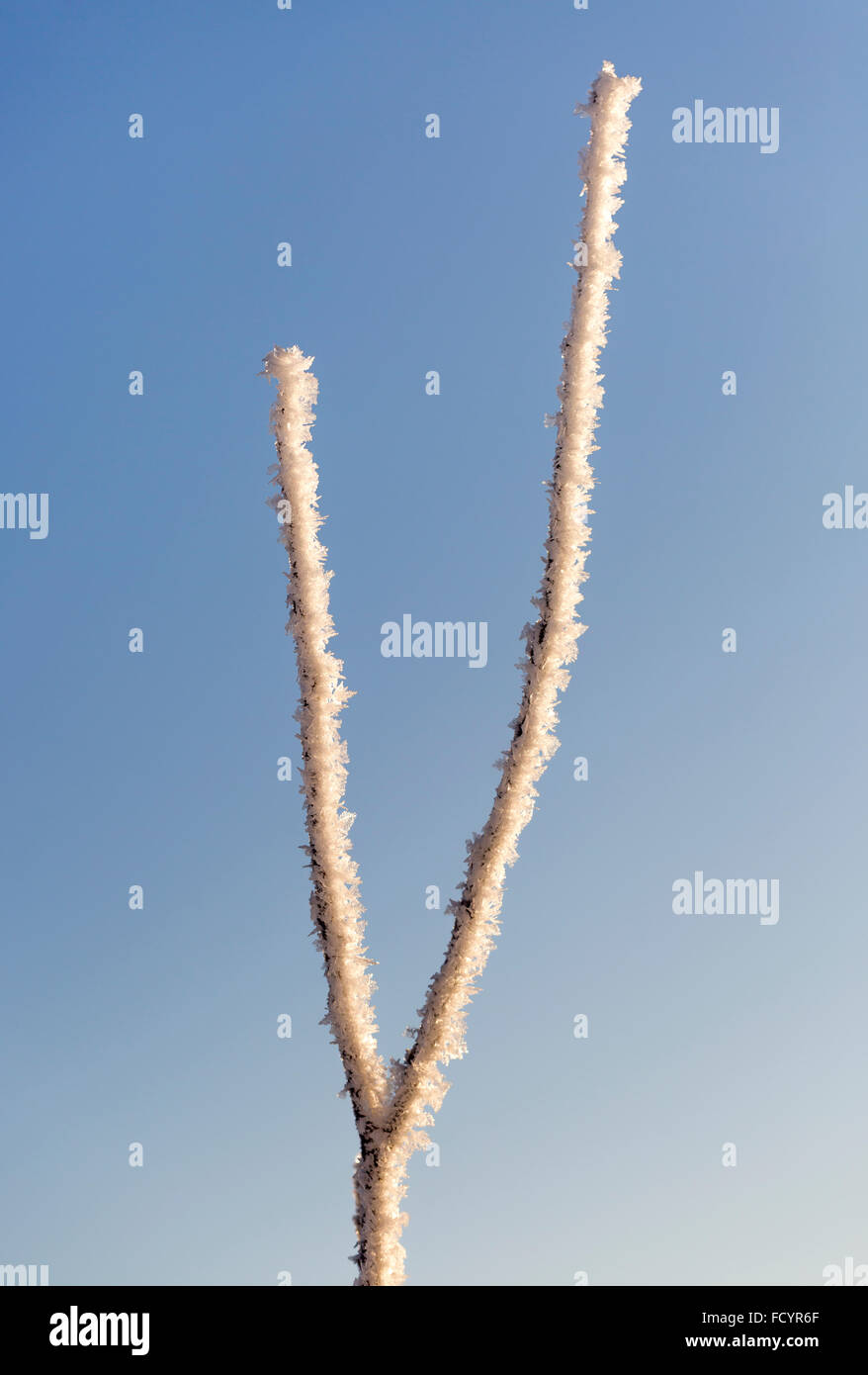 Branches covered in frost hi-res stock photography and images - Alamy