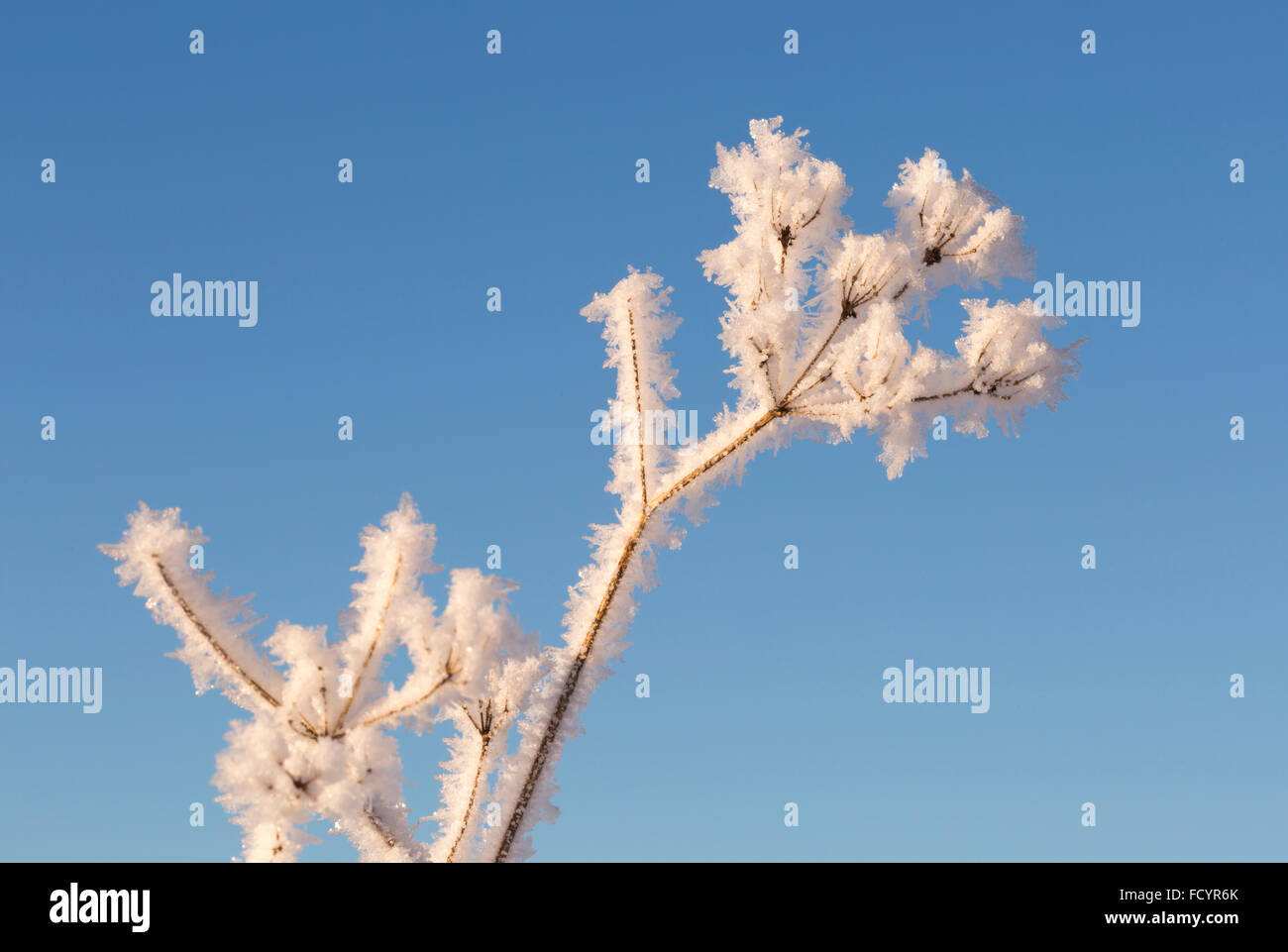 Cow Parsley Covered in Frost in winter Stock Photo