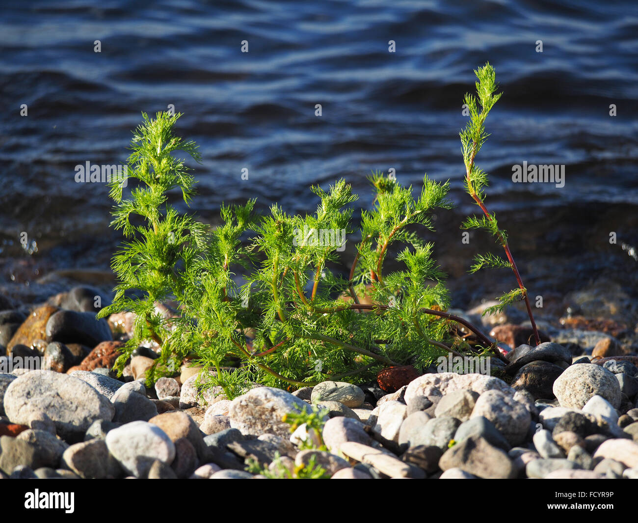 plant on the shores of Lake Stock Photo - Alamy