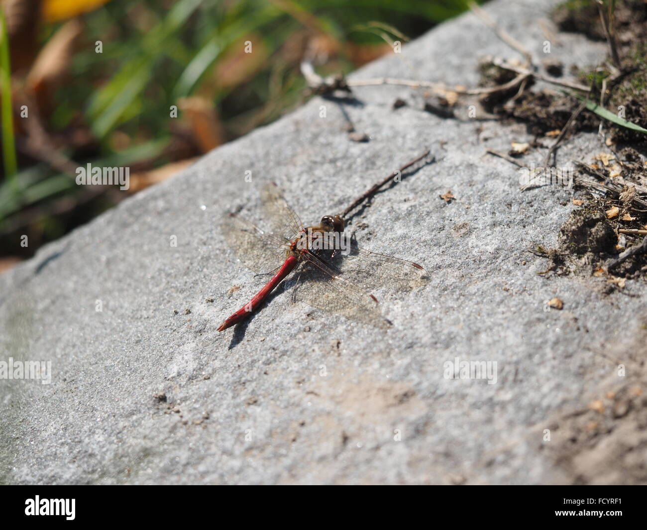 dragonfly on stone Stock Photo - Alamy
