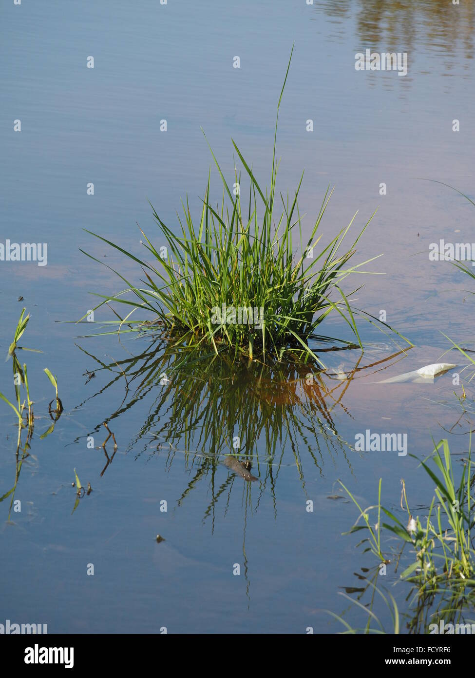 plant on the shores of Lake Stock Photo - Alamy