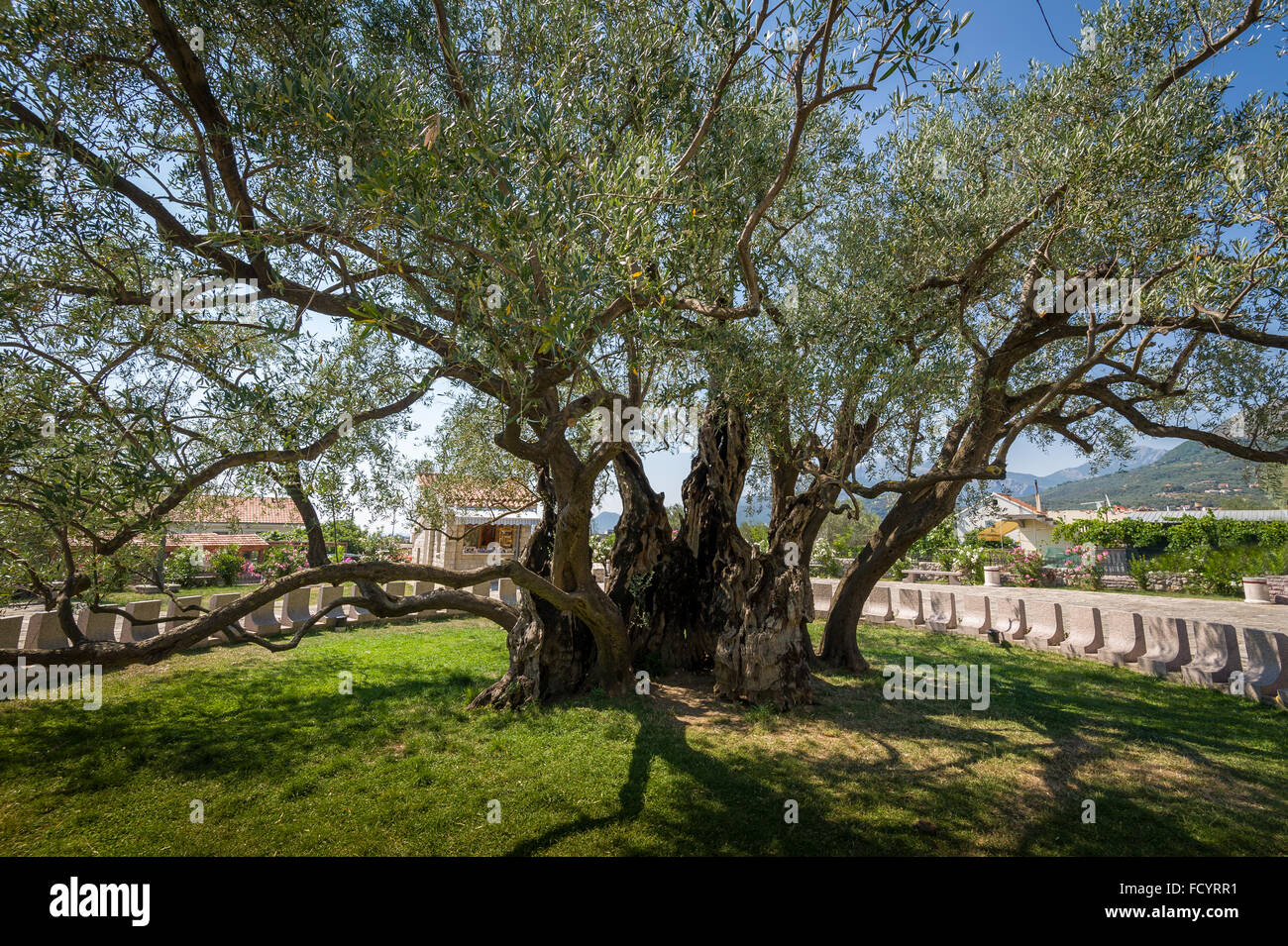 the-oldest-tree-in-europe-stock-photo-alamy
