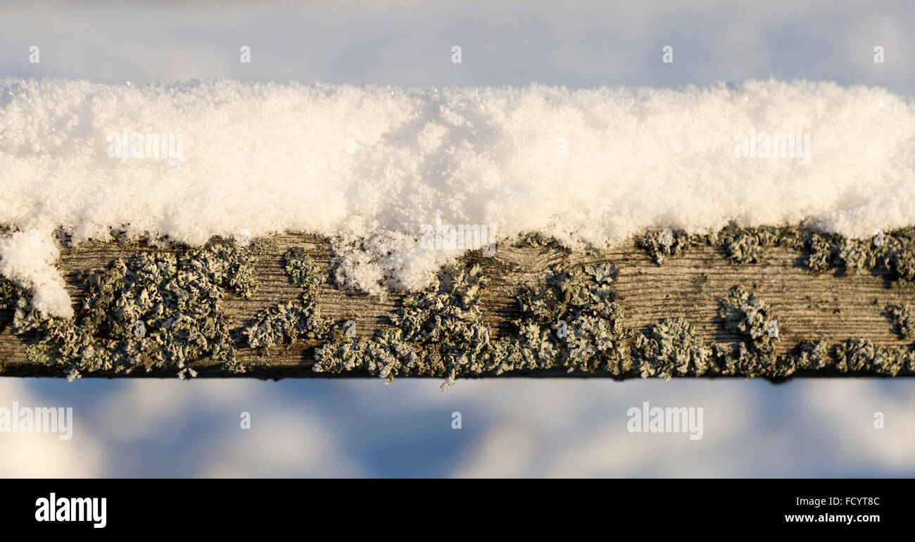 Mossy Plank with Snow close up Stock Photo