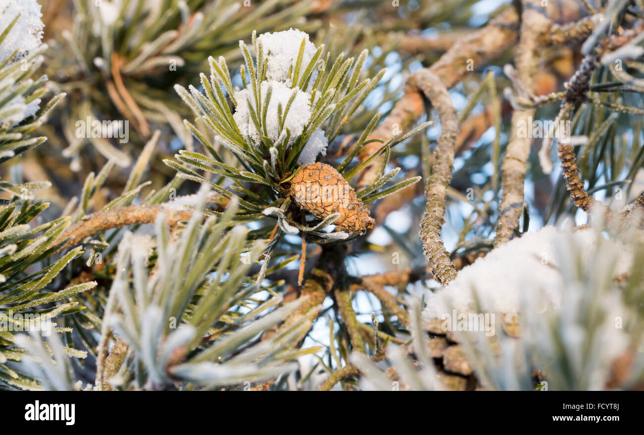 Pine Cone in Winter with snow Stock Photo
