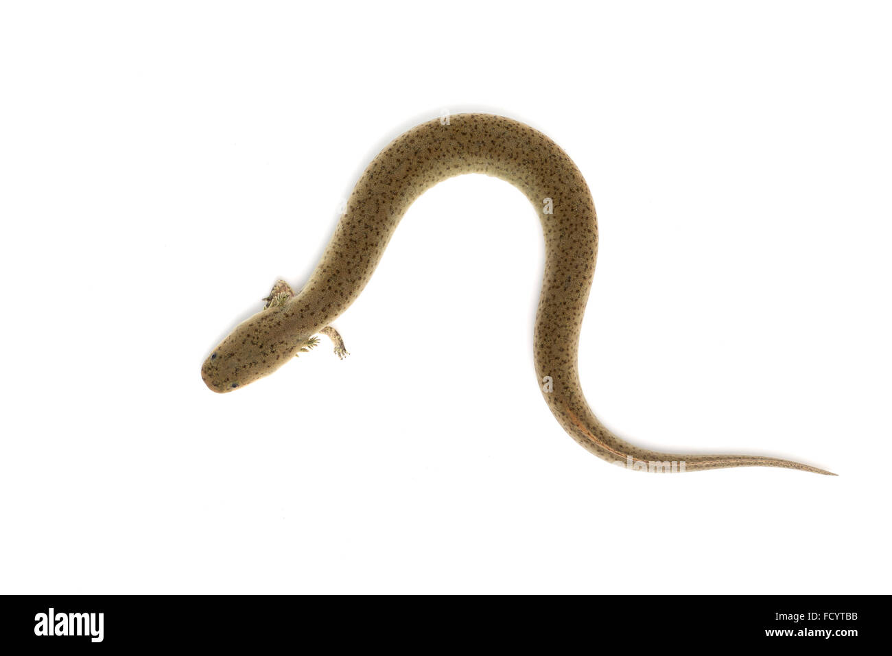 Paedomorphic salamander hires stock photography and images Alamy