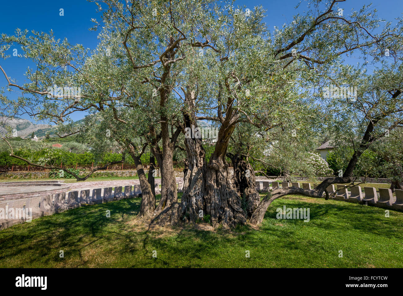 The oldest olive tree hires stock photography and images Alamy