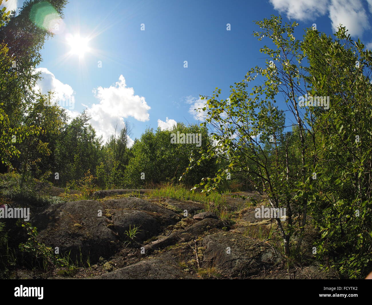 Rocks in the Forest Stock Photo - Alamy