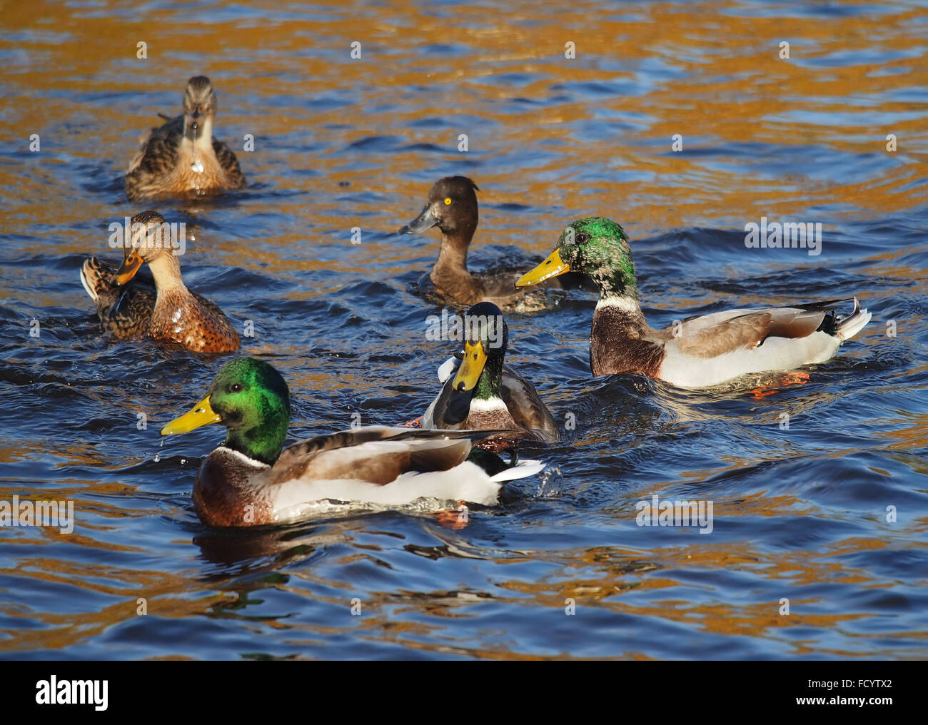 Lake Riding Duck duck on the lake Stock Photo - Alamy