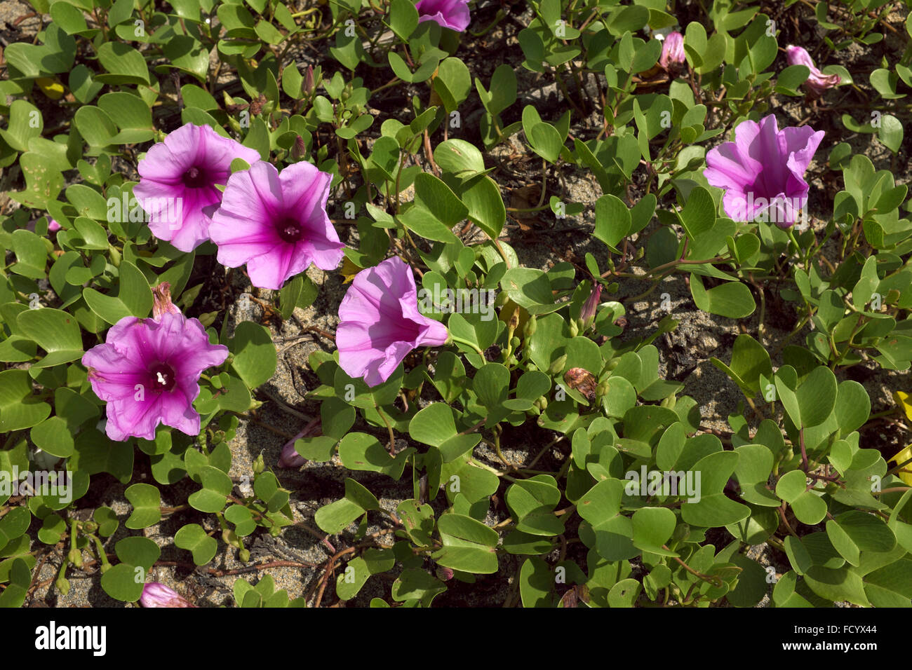Morning Glory Ipomoea Flowering On A Beach Near Mokkam Kerala India Stock Photo Alamy