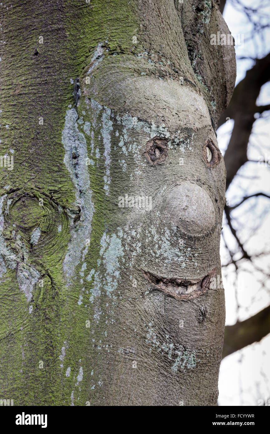 Humorous face growing on a tree trunk Stock Photo