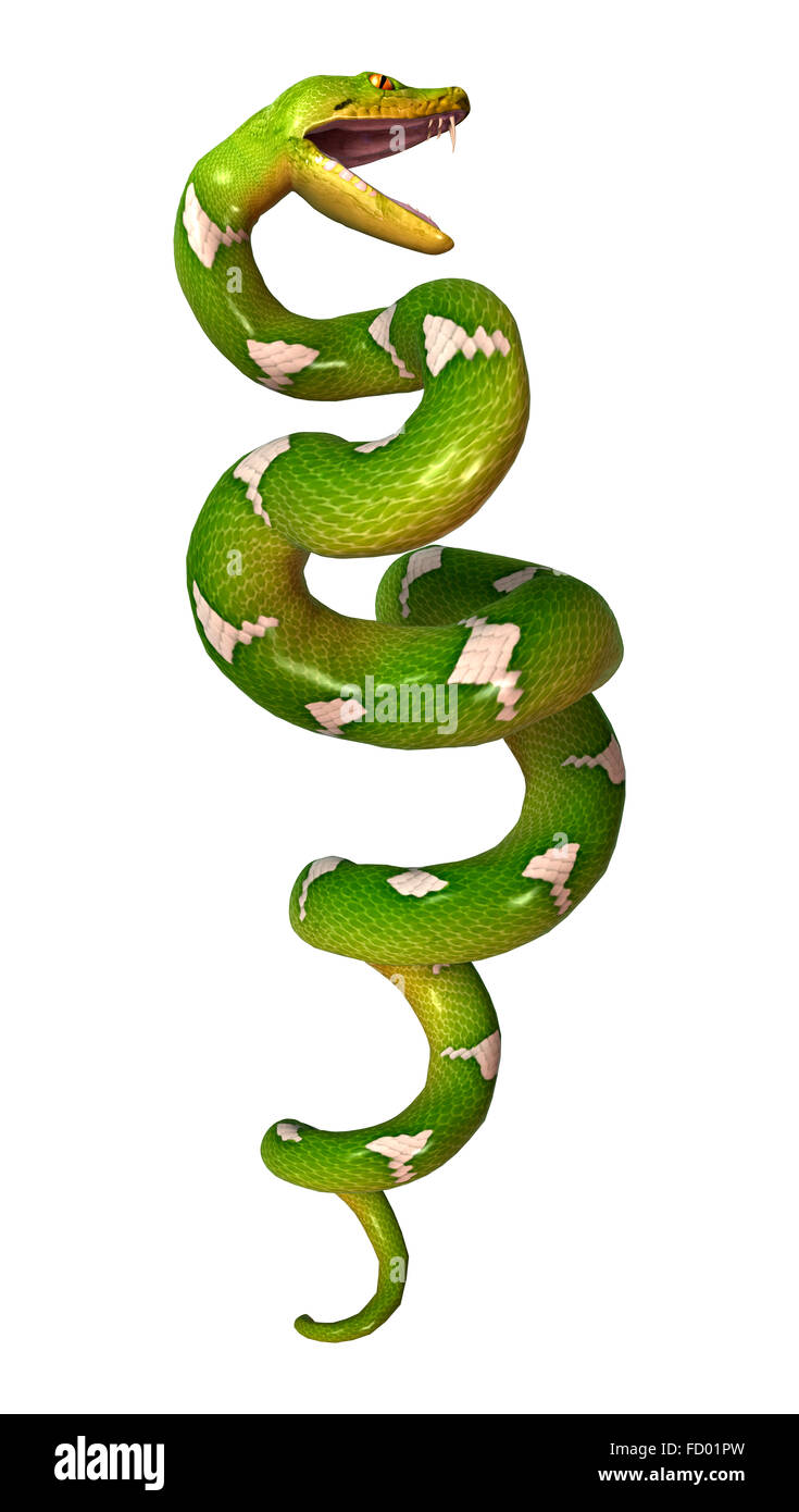 Morelia viridis, or green tree python, or herpetoculture hobby, chondro ...