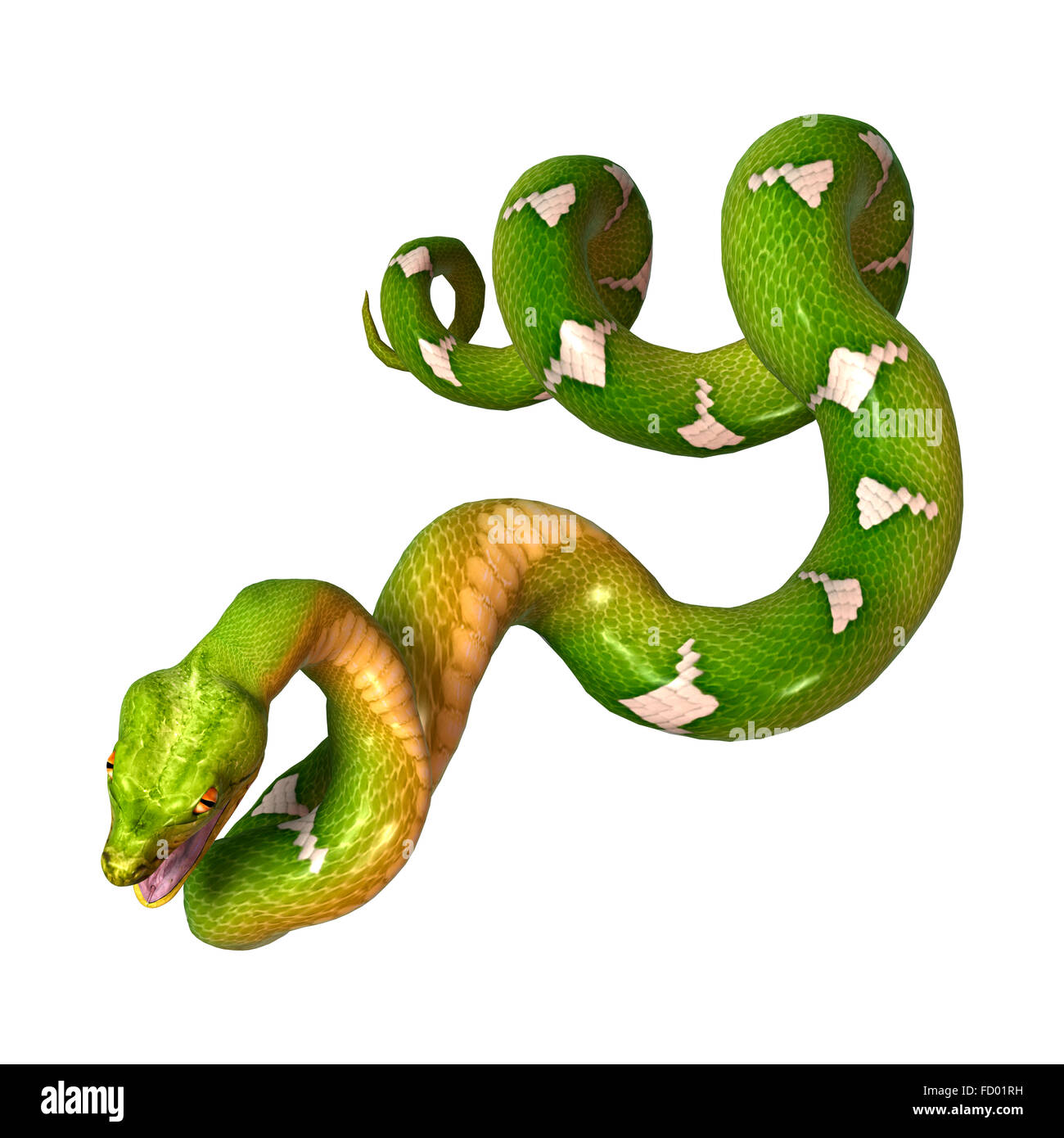 Morelia viridis, or green tree python, or herpetoculture hobby, chondro ...