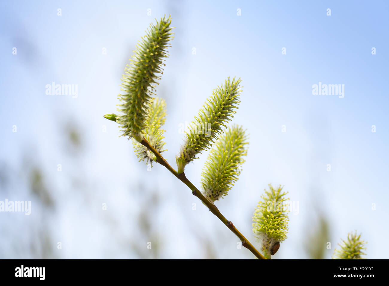 Fresh green tree flowers in spring forest. Macro photo with blurred blue background Stock Photo