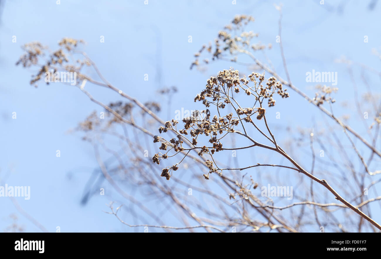 Dry flowers in winter park, closeup photo with selective focus and blurred blue snow background Stock Photo