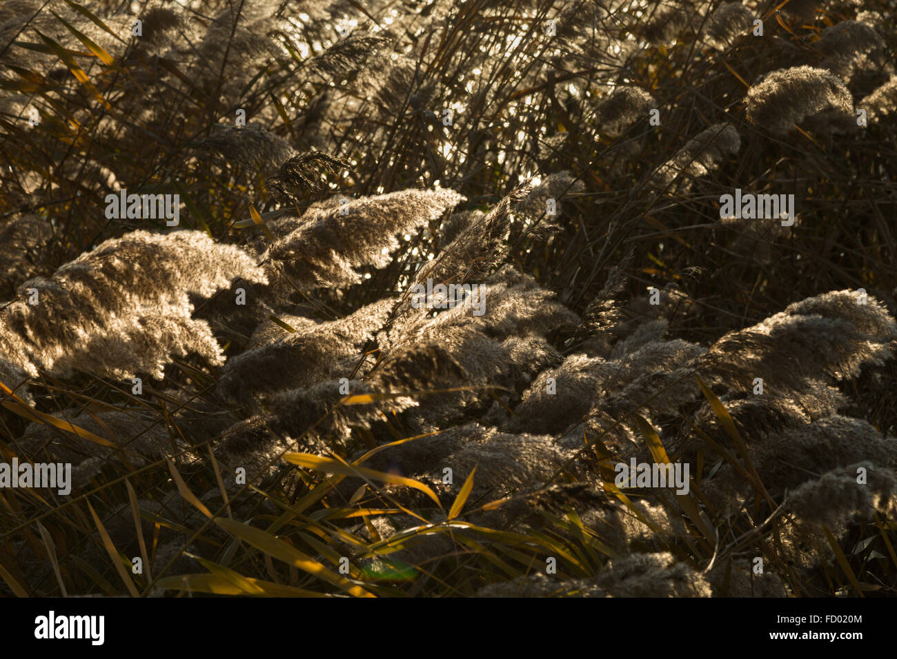 lake reeds blowing in the wind Stock Photo
