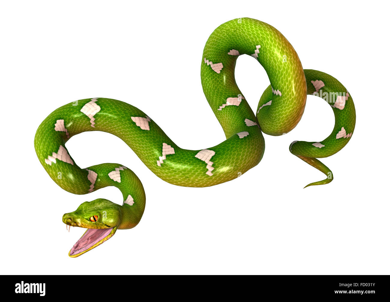 Morelia viridis, or green tree python, or herpetoculture hobby, chondro ...