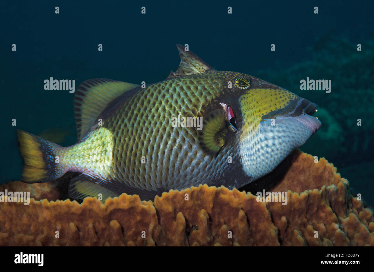 Titan triggerfish, Balistoides viridescens, Lying in Giant barrel sponge, Xestospongia testudinaria, with cleaner wrasse Stock Photo