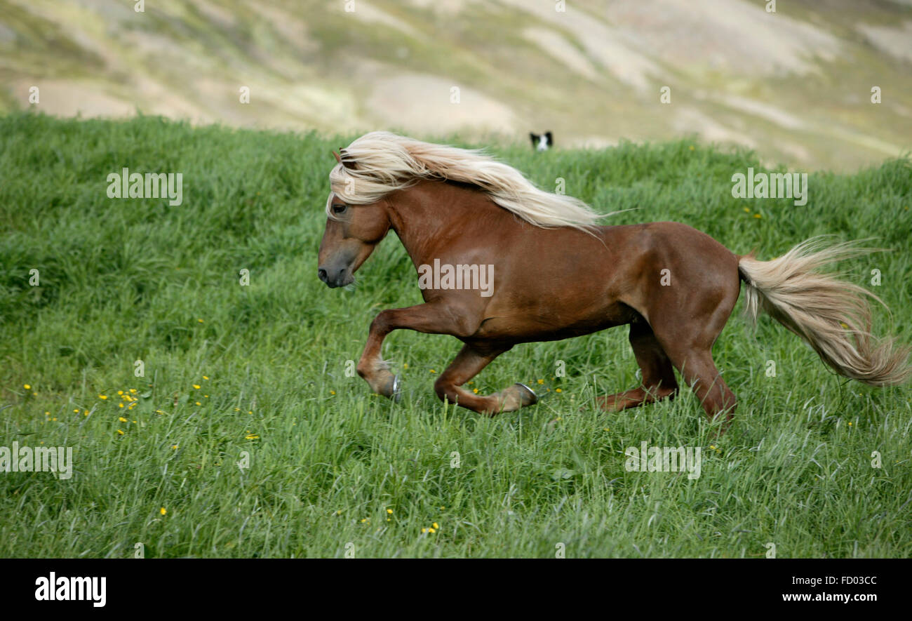 Icelandic Horse running, Iceland Stock Photo