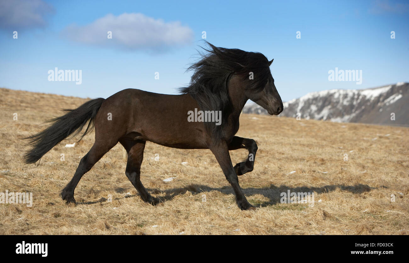 Icelandic Horse, Iceland Stock Photo Alamy
