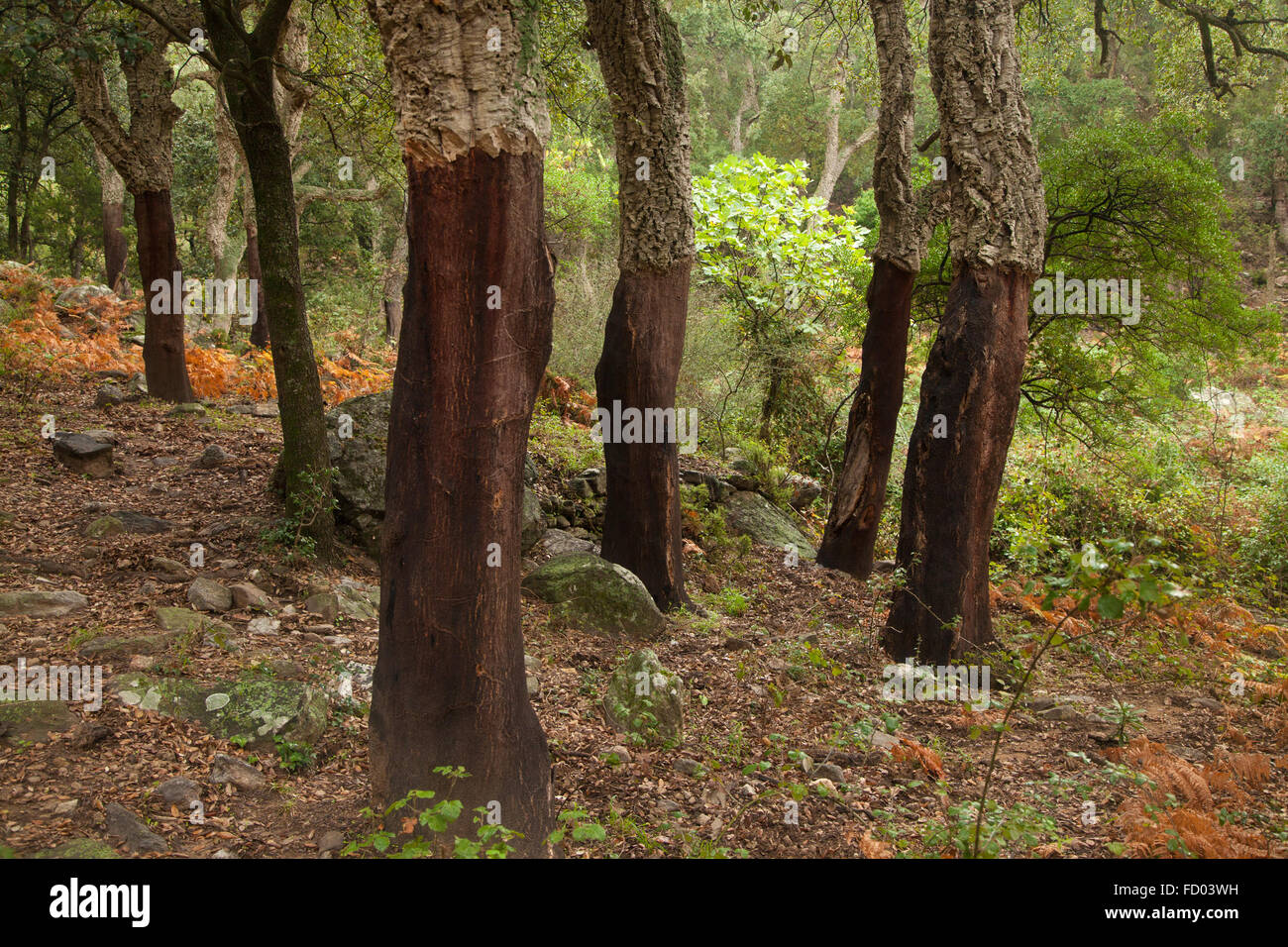 Oak Cork Trees Quercus suber, in Southern France. Stock Photo