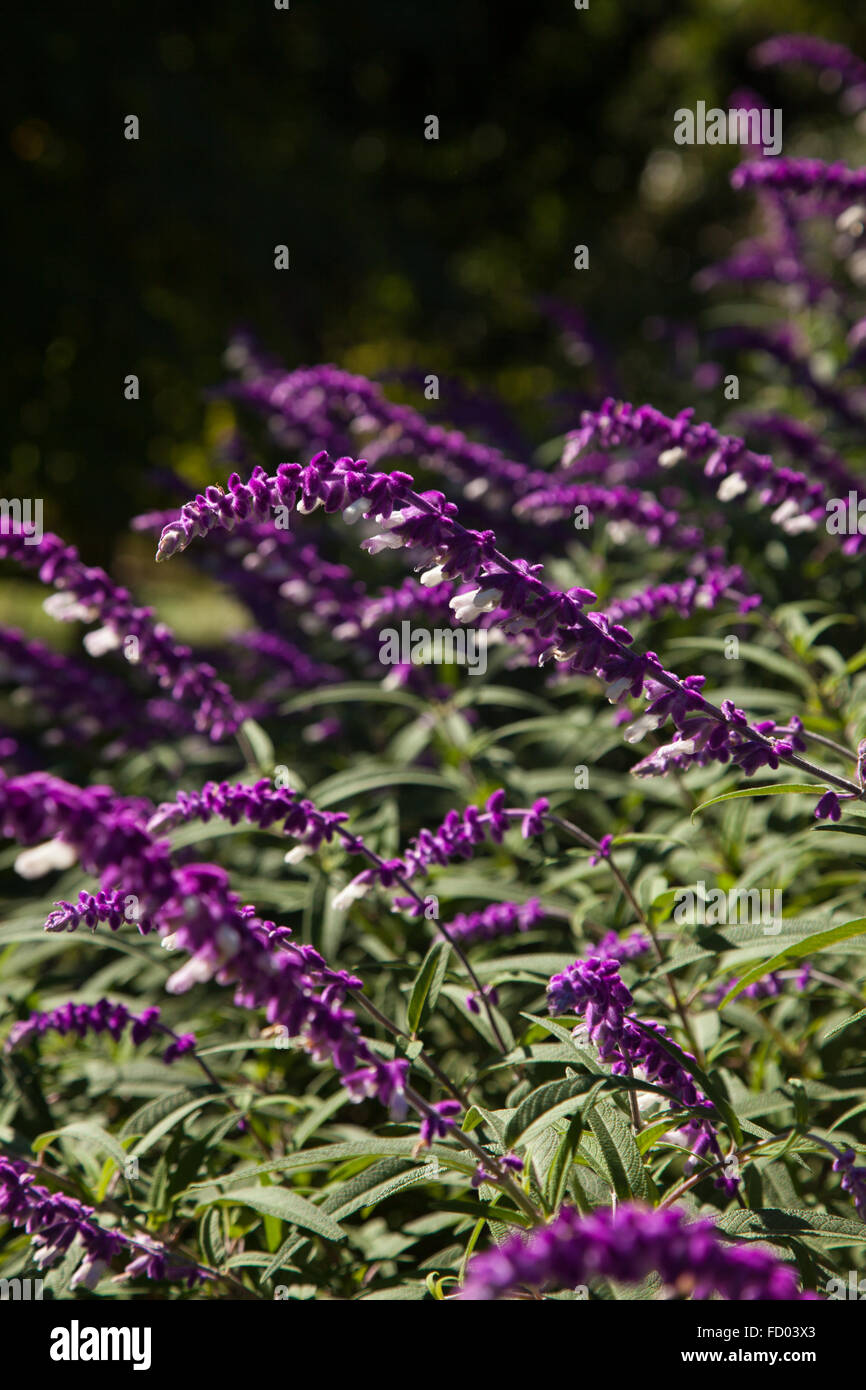 A Mexican Sage Bush growing in the South of France. Stock Photo