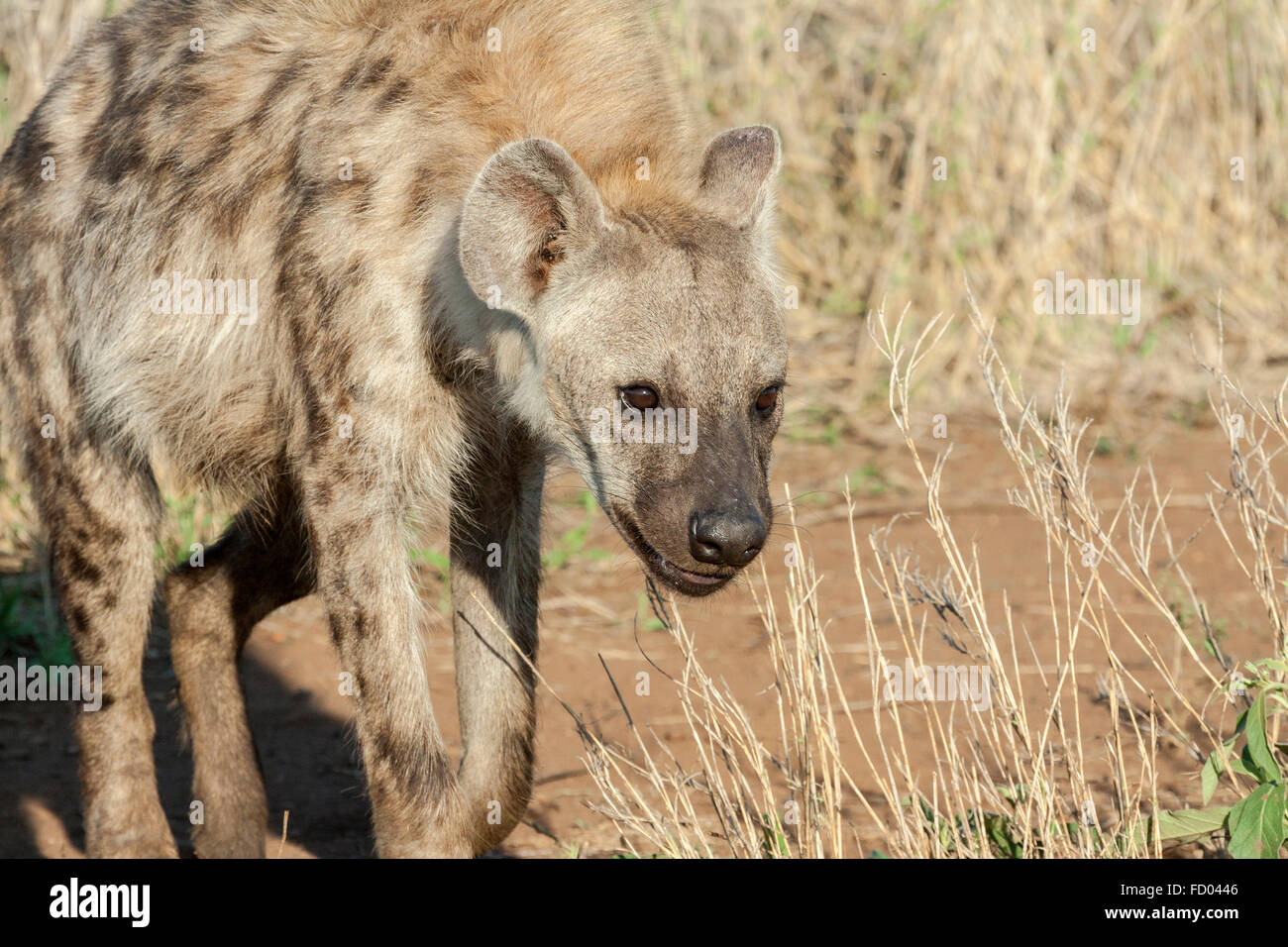 Hiena walking in the bush Stock Photo