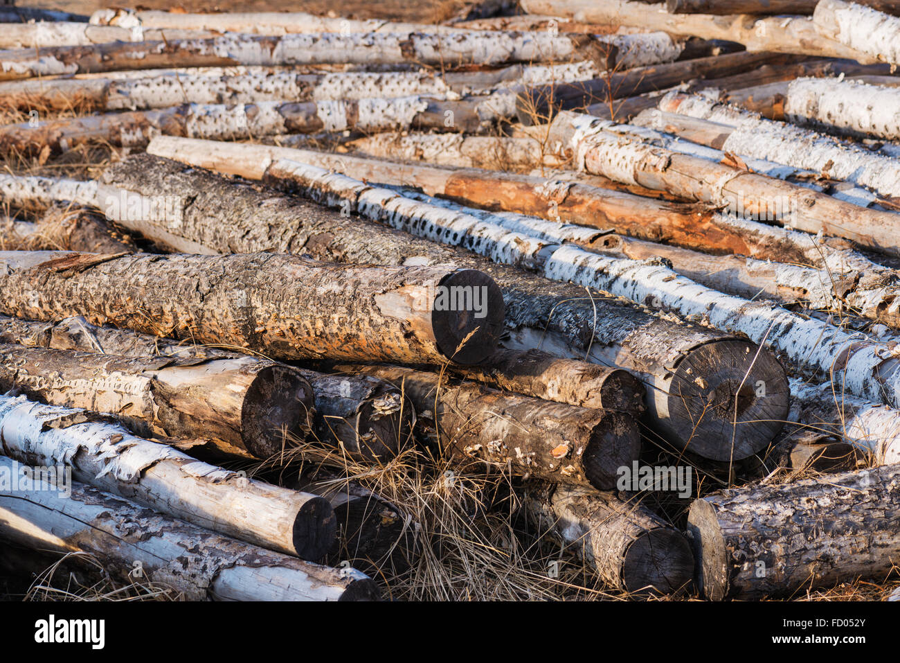 Pile of birch logs or firewood in the forest . Natural material, alternative energy. Stock Photo