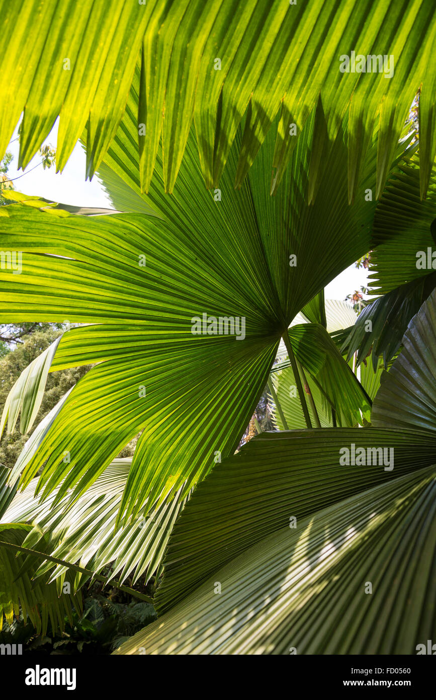 Licuala Gigante palm tree, Licuala amplifrons, Inhotim botanical Garden, Belo Horizonte, Minas Gerais, Brazil Stock Photo