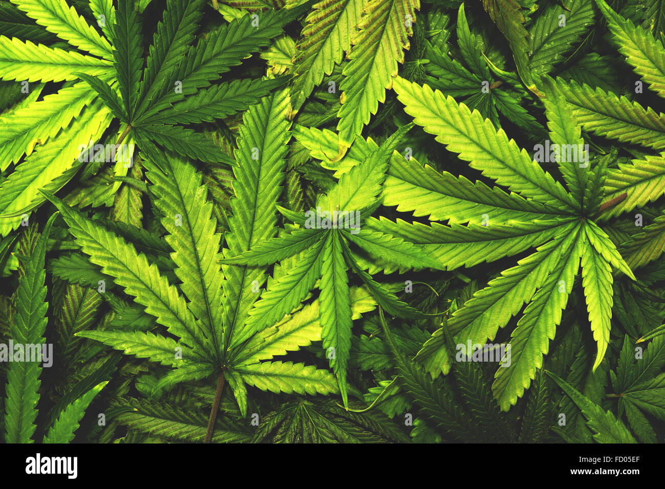 Weed on marijuana scale hi-res stock photography and images - Alamy