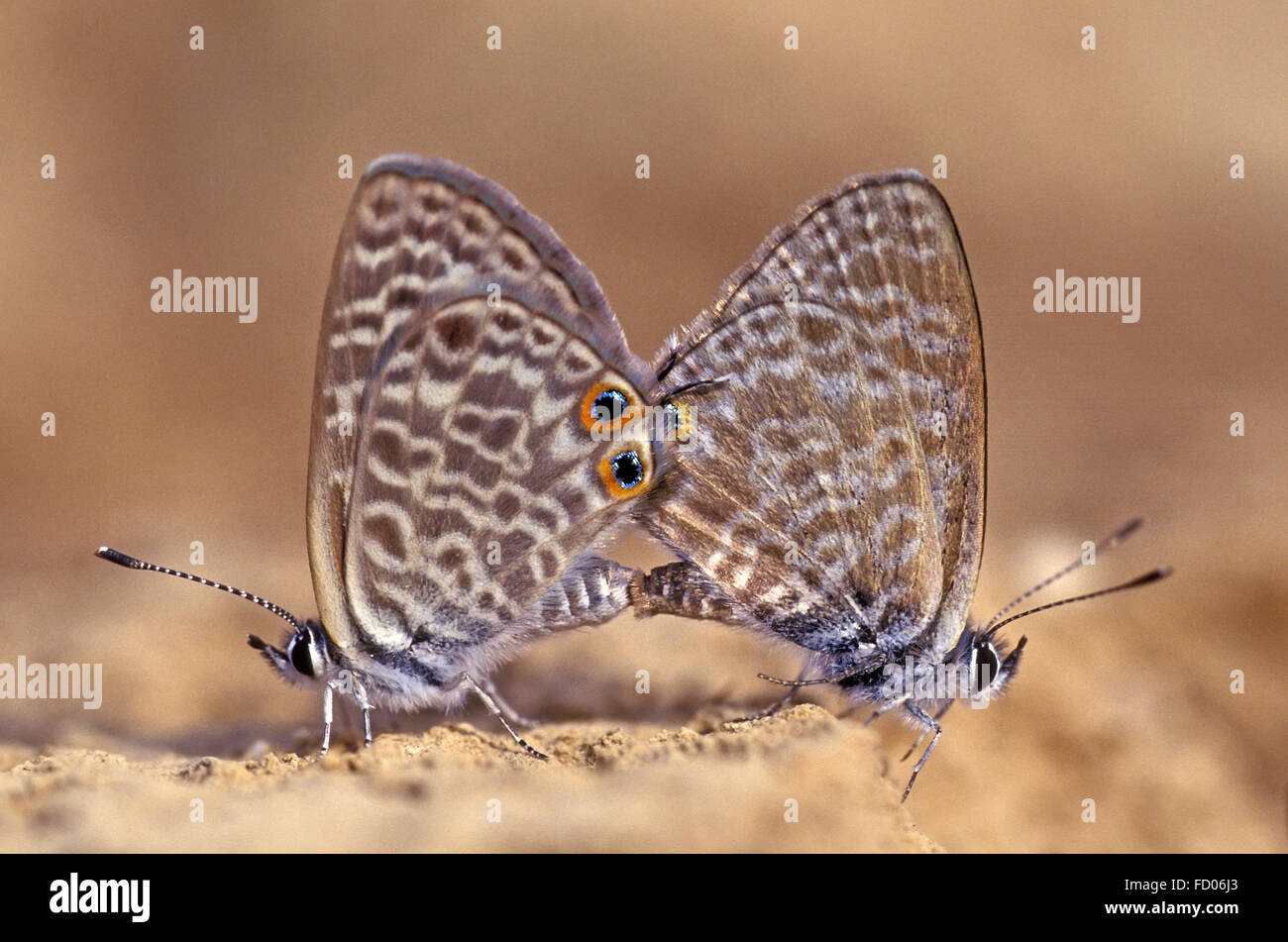 Butterfly mating on ground Stock Photo Alamy