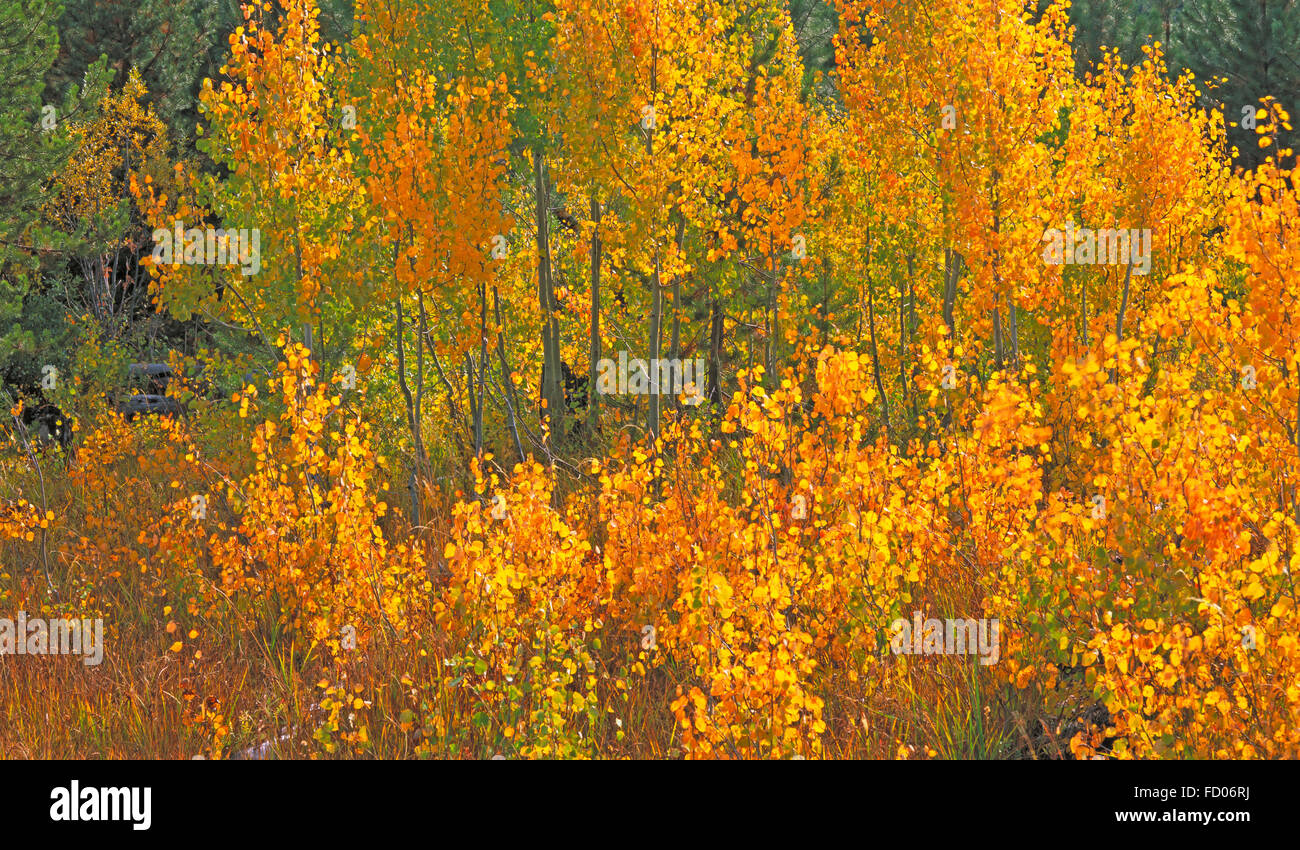 Aspen trees in Oregon turning gold in October Stock Photo Alamy