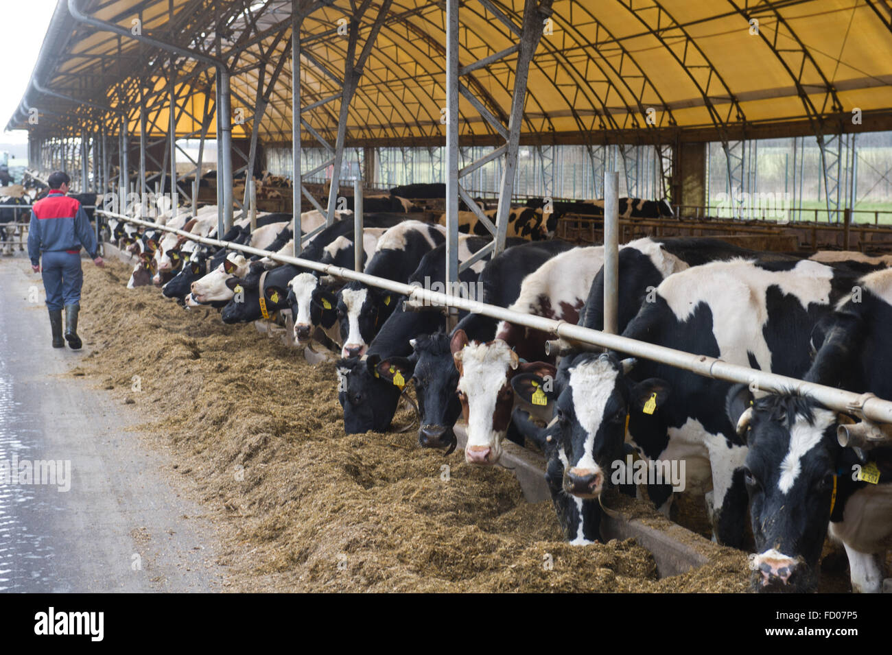 Wolgast, Germany. 26th Jan, 2016. Dairy cows in a dairy ...