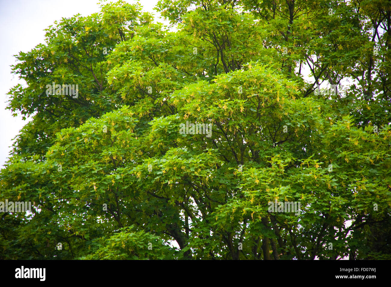 Tree green summer treetop hi-res stock photography and images - Alamy
