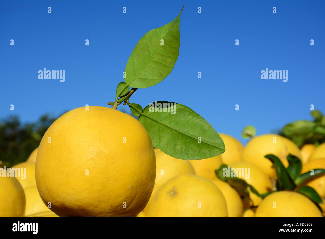 Fresh grapefruit crop Stock Photo