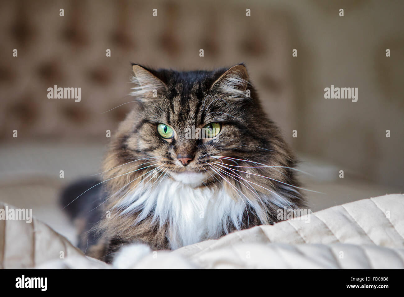 Long haired cat hi-res stock photography and images - Alamy